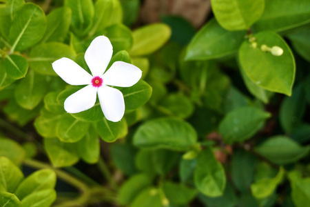 长春花白色花粉红色中心