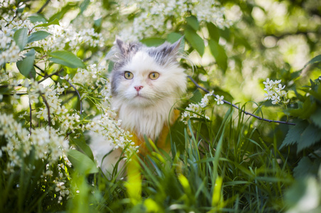 在草丛中的猫