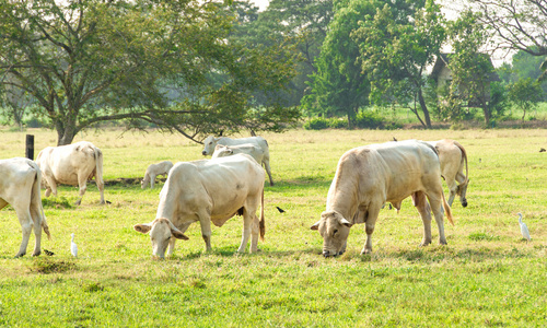婆罗门牛领域