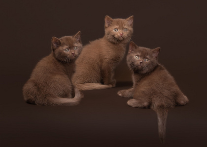 几个年轻的英国小猫，暗棕色背景