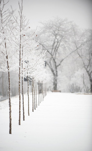 雪盖的树