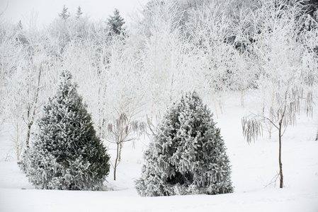 雪盖的树