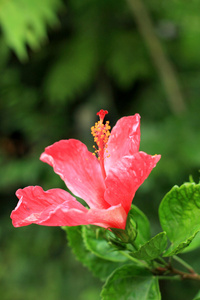 花红色芙蓉花