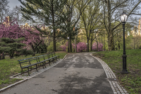 春天在纽约中央公园