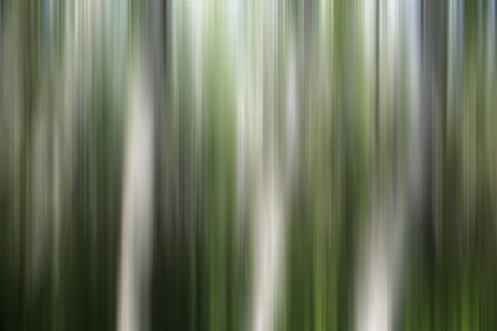 森林抽象
