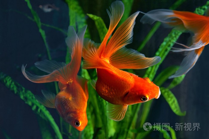 金鱼 水族馆 水生植物的背景上的一条鱼照片 正版商用图片1fx6pb 摄图新视界