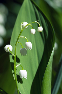 山谷的百合花的关门     