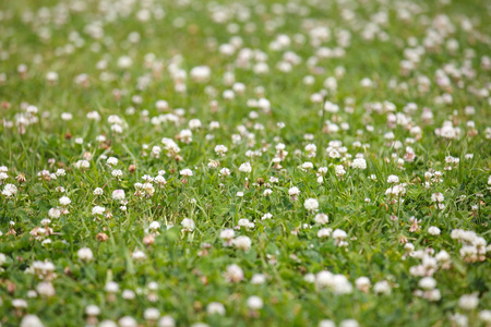 白色的花在绿色的原野上