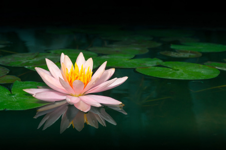 美丽的粉红色睡莲或莲花花，在池塘里