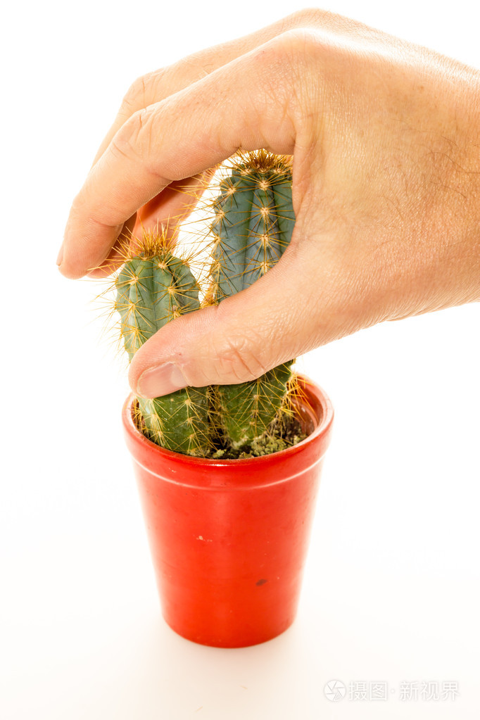 用刺的仙人掌植物
