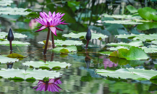 美丽的粉红色和白色莲花睡莲池塘里