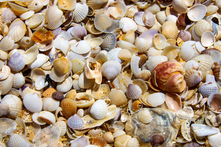 在夏天的海滩上的小贝壳的背景