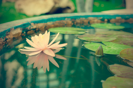 美丽的粉红色睡莲或莲花花在池塘老式照片
