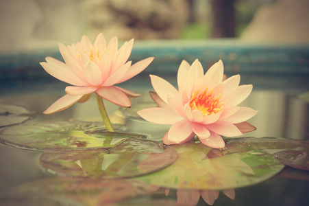 美丽的粉红色睡莲或莲花花在池塘老式照片