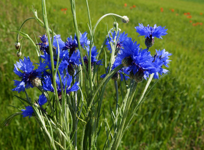 野生蓝玉米鲜花束花