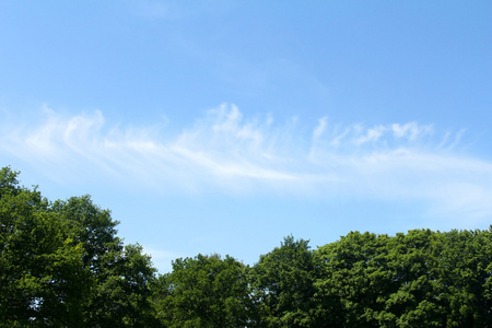 天空与云树