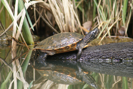 龟场黄腹鳖-动态巴西彩龟照片