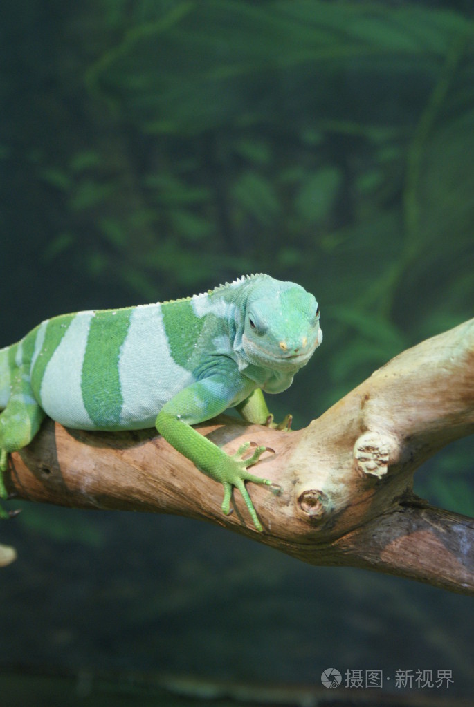 斐济的带纹的鬣蜥brachylophus作用