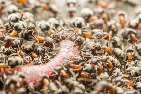 大群蚂蚁吃蚯蚓