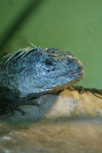 utilan 刺尾蜥蜴-ctenosaura bakeri照片