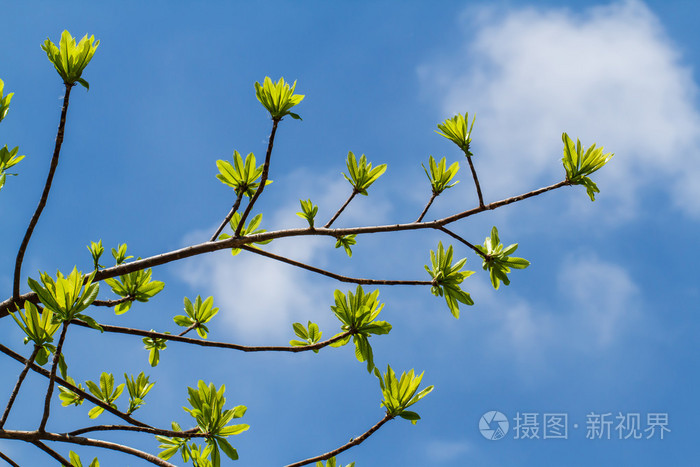 树在春天的第一片叶子