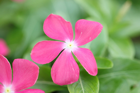 花园里的粉色花