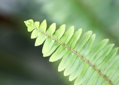 叶蕨类植物顶部