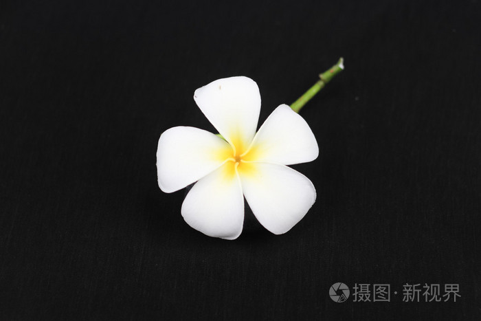 黑色背景上的白花