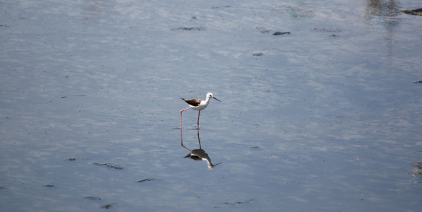 黑色有翼高跷HantopusHimantopus。