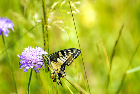 燕尾蝴蝶，凤蝶 machaon