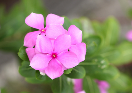 花园里的粉色花