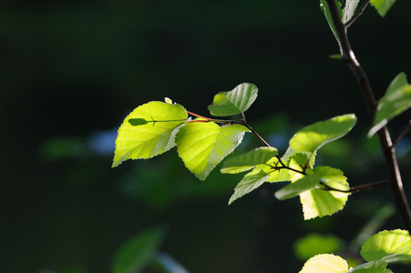 新鲜的绿色桦树叶。 背景。