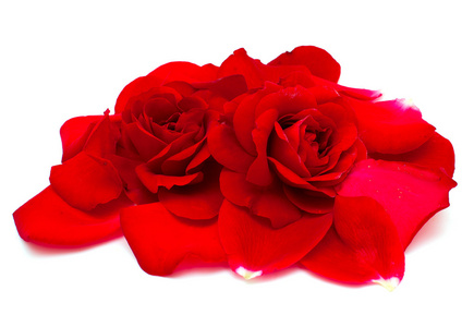 两个美丽的红玫瑰