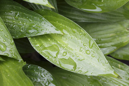 叶子上的雨滴