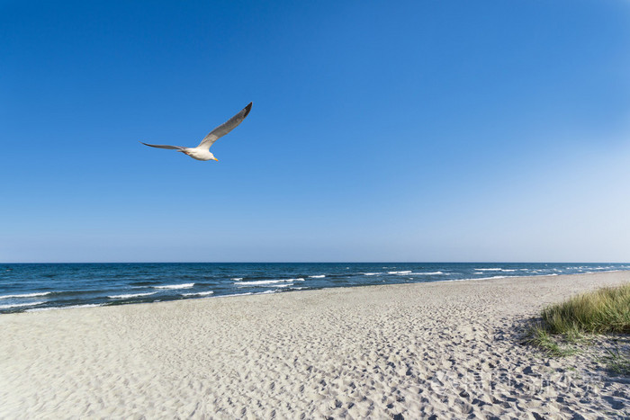 在海滩上的海鸥