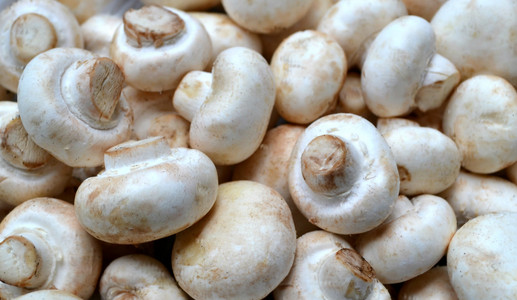 原始的白色蘑菇