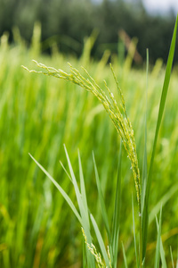 稻田中美丽的绿色水稻植物特写镜头