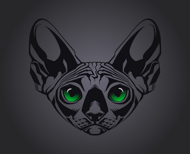 在黑色背景上的无毛的斯芬克斯猫的特写肖像.矢量图照片