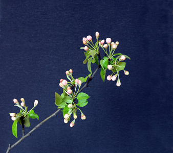 在早春开花苹果枝照片