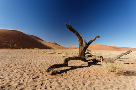 在 sossusvlei，纳米比亚的死树