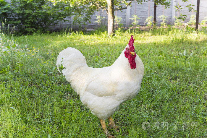 矮脚鸡变肉鸡白