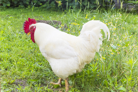 矮脚鸡树冠蜘蛛图片