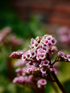 特写花