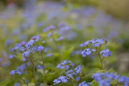 特写花