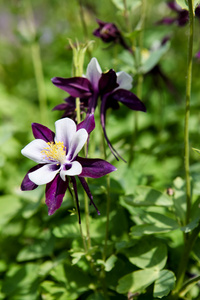 aquilegia 花