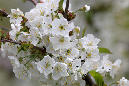 苹果花