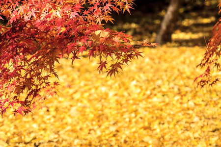 京都议定书，日本2013 年 11 月 26 日 枫秋日式庭园