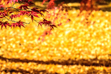 京都议定书，日本2013 年 11 月 26 日 枫秋日式庭园
