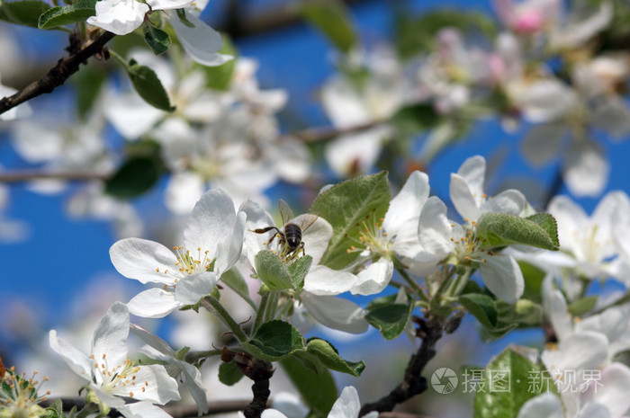 开花的树的苹果树春季反对基本法 