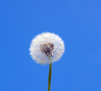 在春天的天空中